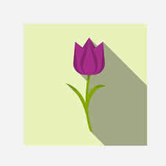Tulip vector. Purple tulip. Tulips. Flat icon of tulip. Vector illustration.