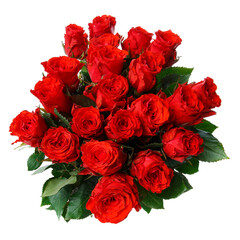 Many bright red roses on a white background.