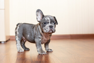 French Bulldog puppy at home on the floor