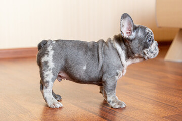 French Bulldog puppy at home on the floor
