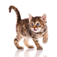 Obraz premium Playful tricolor kitten on a white background.