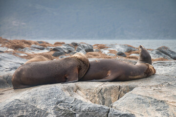 sea lions, beagle channel, patagonia, argentina, south america, fin del mundo