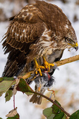 red tailed hawk