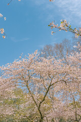 Close view of the blooming cherry blossoms in spring time.