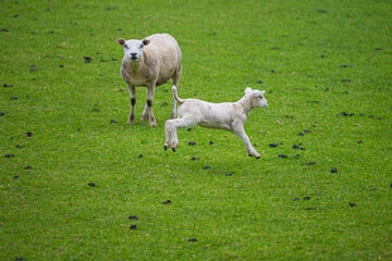 Lamb jumping for joy