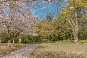 The blooming cherry blossoms at the West Lake in Hangzhou, China, spring time.