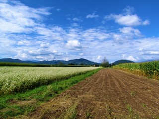 Farmland with white flowering buckwheat on one side bare brown field in the middle and a field of corn at Sorsko polje in Gorenjska, Slovenia