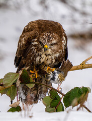 bird on the branch