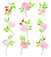 Rosa Canina or Dog Rose with Pale Pink Flowers and Red Rose Hips Vector Set