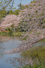 The blooming cherry blossoms at the West lake in Hangzhou, spring time.