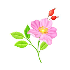 Tender Pink Flowers of Rosa Canina or Dog Rose Plant Specie with Mature Red Rose Hips Vector Illustration