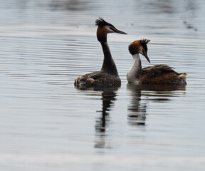 great crested grebe