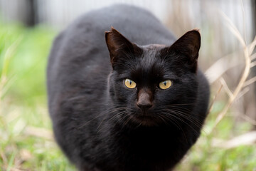 座っている黒猫