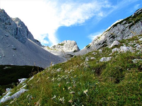 Alpine valley in Karavanke mountains, Slovenia and edelweiss (Leontopodium nivale) flowers on a meadow