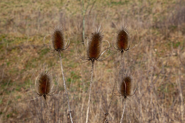 Dry thistle, also called dipsacus fullonum