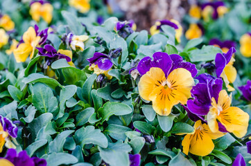 Viola rocky yellow with purple wing. Purple-yellow flowers of the plant Viola tricolor, sunlit by the spring sun. 