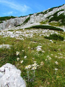 Rocky alpine landscape with a meadow with edelweiss (Leontopodium nivale) flowers in Karavanke mountains, Gorenjska, Slovenia