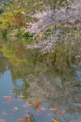 The blooming cherry blossoms at the West lake in Hangzhou, China, spring time.