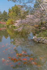 The blooming cherry blossoms at the West lake in Hangzhou, China, spring time.