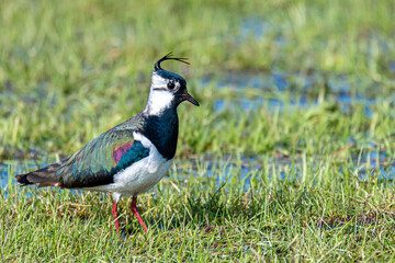 Kiebitz im Naturschutzgebiet im Frühjahr.