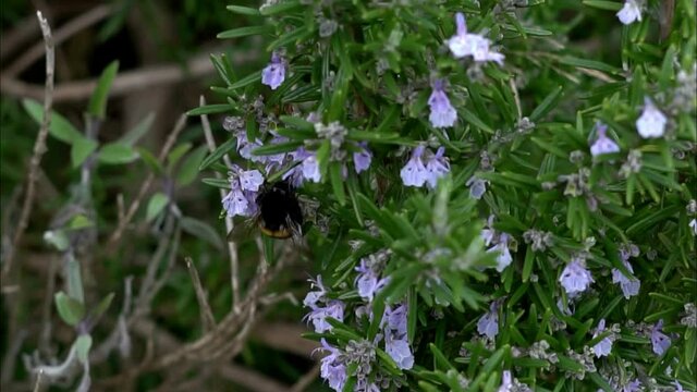 Slow motion footage of a very large bumble bee collecting pollen from the purple flowers of a rosemary herb bush. Natural daylight slow motion footage set in an English country garden.
