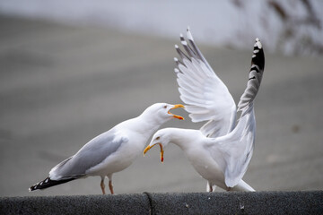 Zeternde meckernde Möwen auf einem Dachsims