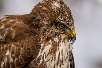 red tailed hawk