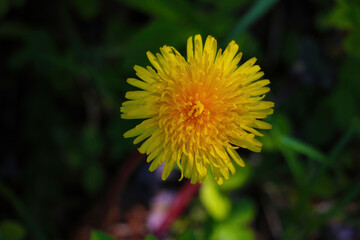 Yellow dandelion flowers in spring on a sunny day.
