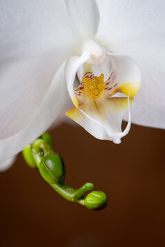 White Orchid