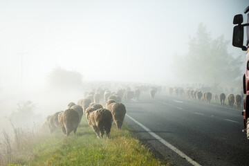 New Zealand merino sheep on the highway, stopping the heavy trucks in the misty morning