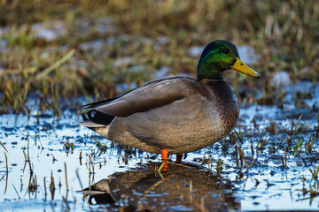 duck on the water