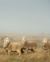 Three New Zealand merino sheep in the morning mist, vertical format