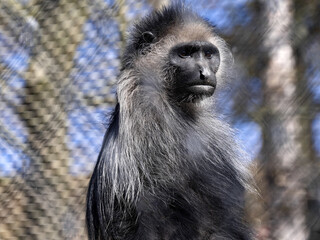 The dominant male King Colobus, Colobus polykomos, sits on a branch and observes the surroundings.