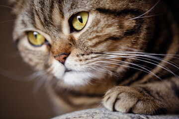 Macro close up portrait of a domestic scottish straight brown tabby pet cat lying on sofa.