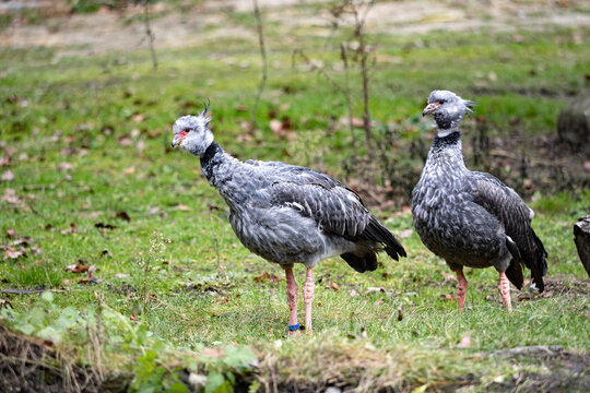A pair of Southern screamer, Chauna cristata, looking for food on the lawn