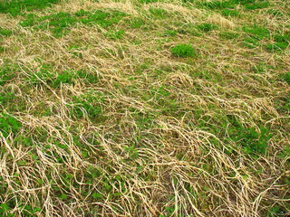 住宅建設予定地の除草後の白詰め草生える野原