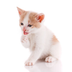 Kitten licks his paw on a white background.