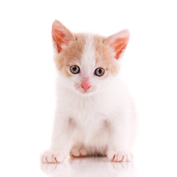 Sad kitten sitting on a white background.