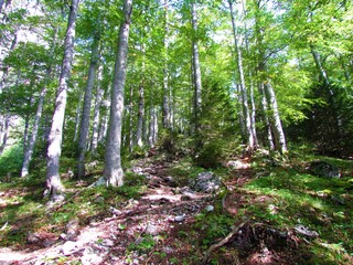 Beech forest with sunlight shining on the ground