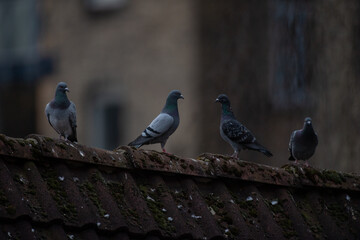 Tauben, die auf einem alten Dachfirst sitzen