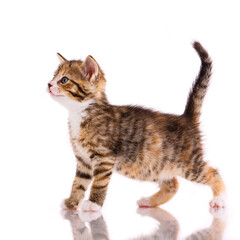 Side view of a kitten looking straight ahead. Isolated on white.