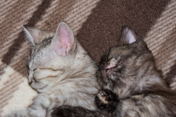 Fototapeta na wymiar Little kittens sleep on a gray plaid, hugging each other. Close up view.