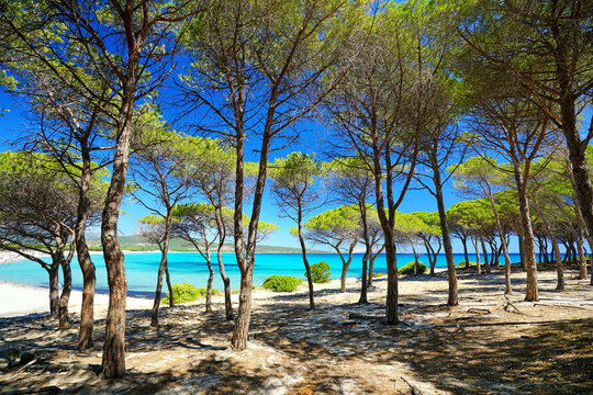 Pinienstrand auf Sardinien