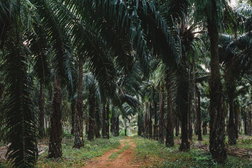 Oil palm forest. Planting palm trees for palm oil. How palm oil is grown.