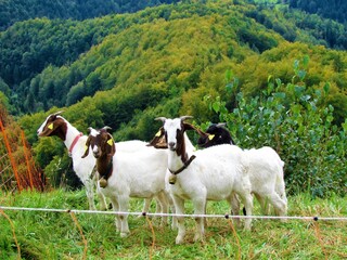 Group of goats standing behind a fence