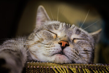 Muzzle of a beautiful kitty close-up. The gray feline is lying on the bedside. Soft blurry.