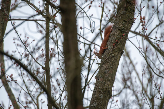 Eichh&ouml;rnchen im ge&auml;sst eines alten Baumes