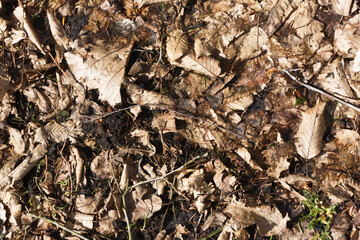 Autumn forest ground background. Golden yellow leaves on the ground. Fall season path in a park texture. Dry vibrant leaf organic landscape. Orange earth backdrop.