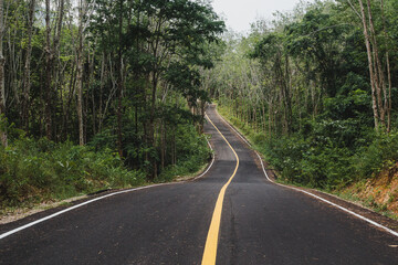 New well-paved jungle road. Deforestation of mangroves and other forests. Capture of wild forests.