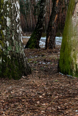 Four tree trunks. Composition - three focus planes.